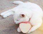 Shy White Cat With Heart Box,love Cats Concept Stock Photo