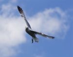 Beautiful Turn Of The Ring-billed Gull With The Blue Skyes On The Background Stock Photo