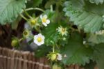 Unripe Strawberries Growing On The Farm Stock Photo