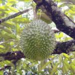 Durian Stock Photo