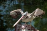 Spot-billed Pelican (pelecanus Philippensis) At The Bioparc Fuen Stock Photo