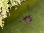 Terrapin In The Moat Around The Bandstand In Tavira Portugal Stock Photo