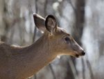 Beautiful Photo Of A Wild Deer In The Forest Stock Photo