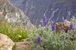 Wildflowers In The Andes Stock Photo