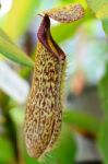 Nepenthes Plant Stock Photo