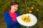 Gardener Girl In Orange Garden, North Of  Thailand Stock Photo