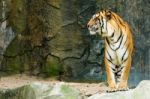 Bengal Tiger Standing Facing To The Side Stock Photo