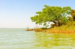 Lake Tana In Ethiopia Stock Photo