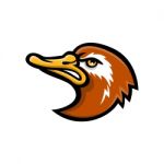 Laysan Duck Head Mascot Stock Photo