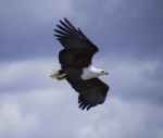 African Fish Eagle Soaring Through The Sky Stock Photo