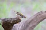 Male Common Tailorbird Stock Photo