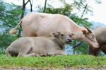 Water Buffalo Stock Photo