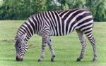 Postcard With A Zebra Eating The Grass On A Field Stock Photo