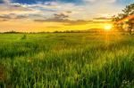 Landscape Of Cornfield And Green Field With Sunset On The Farm Stock Photo