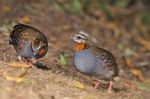 Rufous-throated Partridge Stock Photo