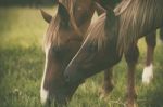 Horse In The Countryside Stock Photo