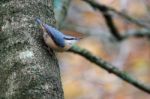 Nuthatch Perched On Tree Near Weir Wood Reservoir Stock Photo