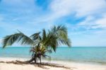 Coconut Trees Stock Photo