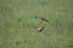 Lapwing Attacking Pheasant Near Nesting Site Stock Photo