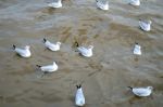 Seagull Is A Bird Migration To Bangpoo Stock Photo