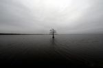 Lonely Tree In The Lake Stock Photo