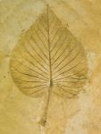 The Imprint Leaf On Cement Floor Background Stock Photo