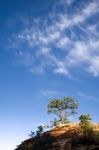 Pine Tree On A Rocky Outcrop In Zion National Park Stock Photo