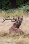 The Deer Of Richmond Park Stock Photo