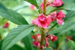 Garden Balsam Or Rose Balsam Stock Photo