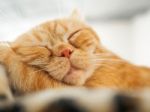 Sleepy Cat Stock Photo