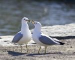 Background With Two Gulls Staying On The Shore Stock Photo