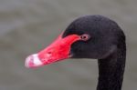 Close-up Of A Black Swan (cygnus Atratus) Stock Photo