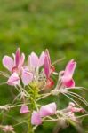 Cleome Or Spider Flower, A Tall Blooming Annual Stock Photo