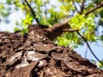 Mahogany Tree Stock Photo