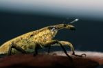 Weevil Insect Stock Photo