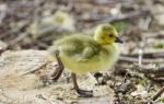 Beautiful Isolated Photo Of A Cute Funny Chick Of Canada Geese On A Stump Stock Photo