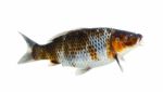 Koi Fish Isolated On The White Background Stock Photo