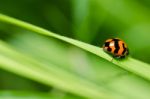 Ladybug On Green Leaf Stock Photo