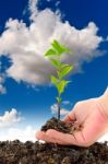 Green Seedling In Hand Stock Photo