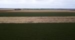 Cotton Field In The Countryside Stock Photo