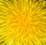 Dandelion Stock Photo