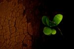 Fern Leaves On Cracked Ground Stock Photo