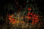 Autumn Colours In Wyoming Stock Photo