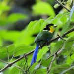 Long-tailed Broadbill Stock Photo