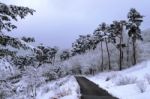 Winter Landscape Stock Photo