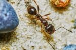 Ant Outside In The Garden Stock Photo