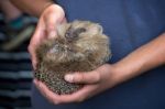 Person Holding A Young European Hedgehog (erinaceus Europaeus) Stock Photo