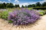 Purple Flower Or  Perennial Plant Stock Photo