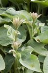 Hosta Or  Agavoideae Stock Photo