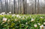 Beautiful Wild White Flowers In Forest Stock Photo